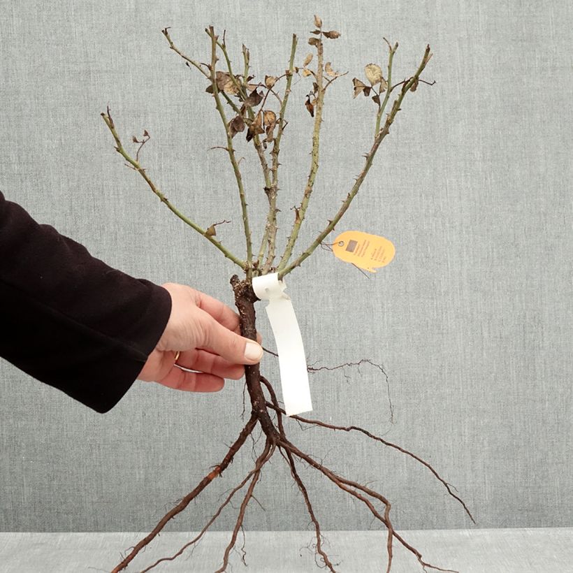 Rosa Street Colors Moulin Rouge Meitralight Piante piccole a radice nuda esemplare consegnato in inverno