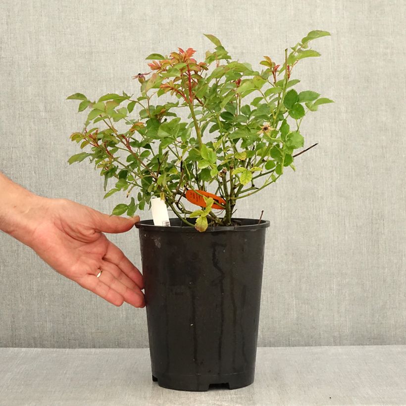 Esemplare di Rosa Street Colors Rêve de Paris 'Meilowmye' Vaso da 4L/5L consegnato in estate