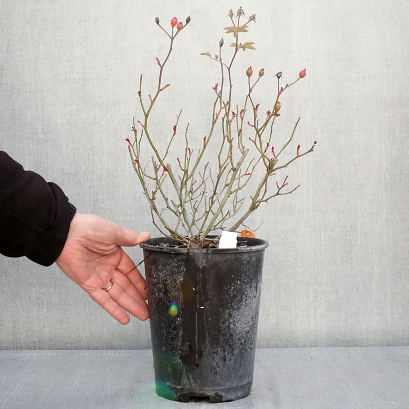 Rosa Street Colors Rêve de Paris 'Meilowmye' Vaso da 4L/5L esemplare consegnato in inverno