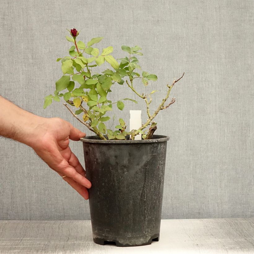 Esemplare di Rosa polyantha Mona Lisa Vaso da 4L/5L consegnato in estate