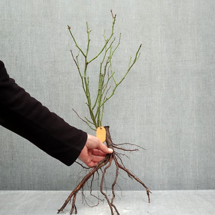 Rosa polyantha Mona Lisa Piante piccole a radice nuda esemplare consegnato in inverno