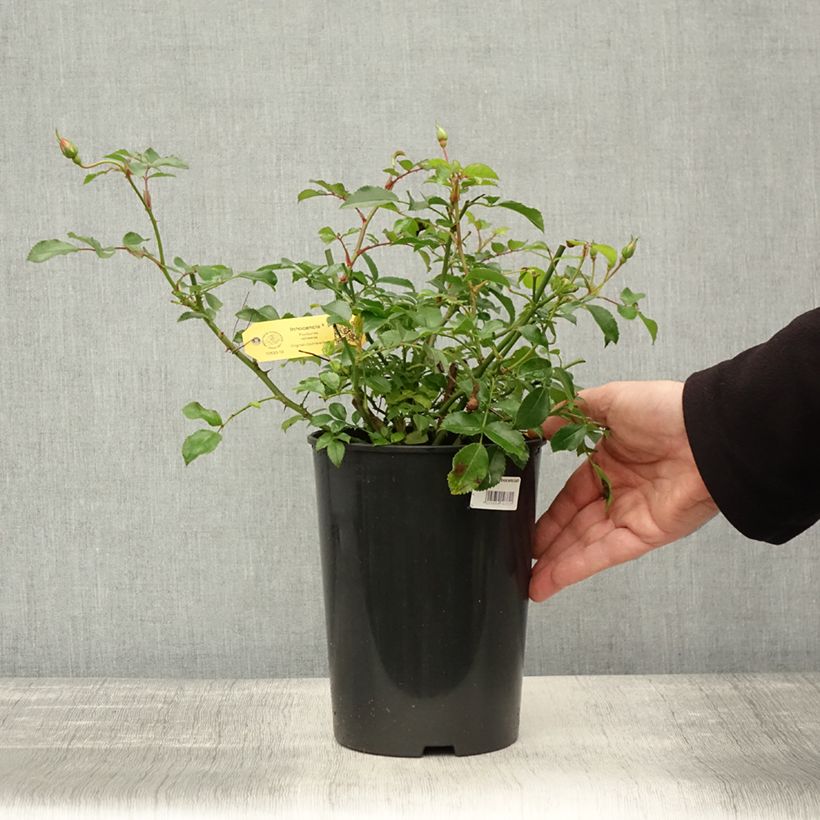 Esemplare di Rosa Rigo Rosen Innocencia Vaso da 3L/4L come consegnato in autunno
