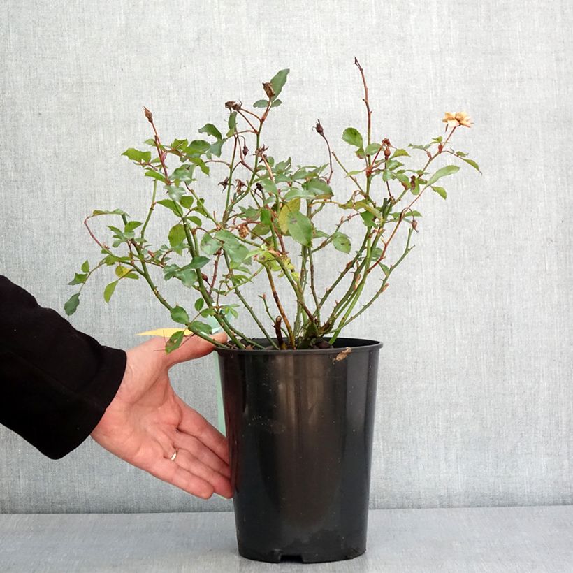 Rosa Rigo Rosen Innocencia Vaso da 3L/4L esemplare consegnato in inverno