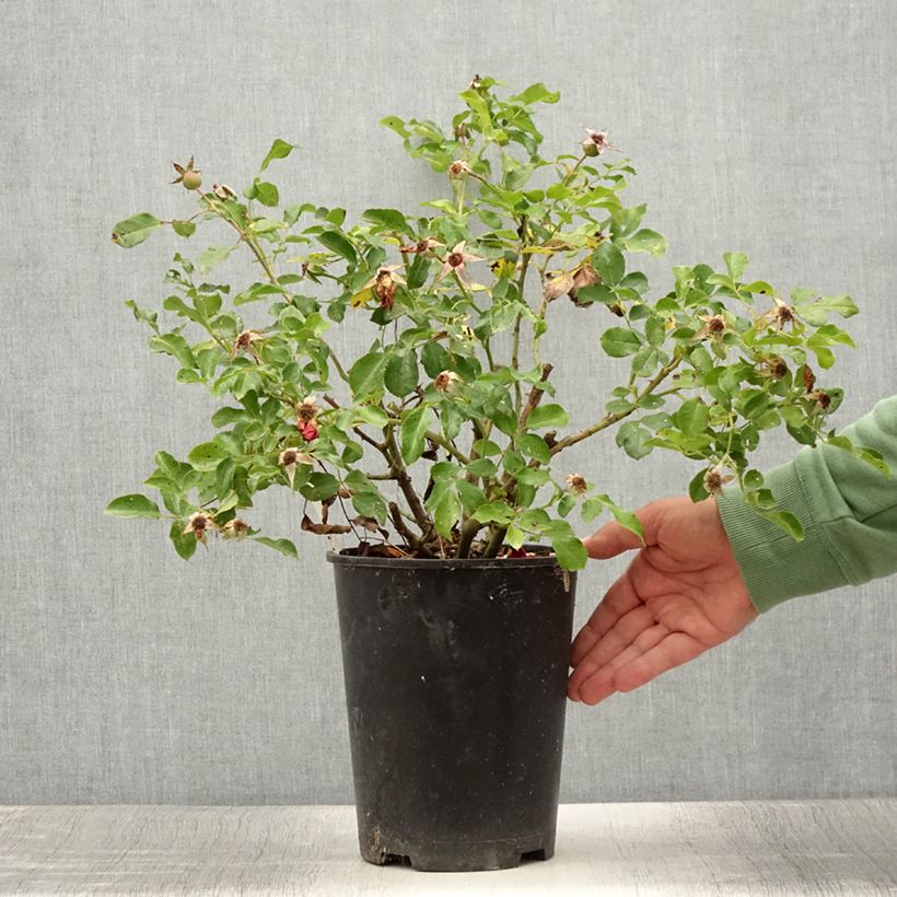 Esemplare di Rosa Rigo Rosen Caracho Vaso da 3L/4L consegnato in estate