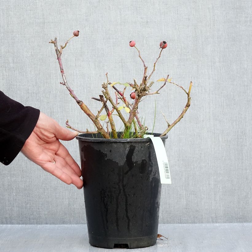 Esemplare di Rosa Rigo Rosen Caracho Vaso da 3L/4L come consegnato in autunno