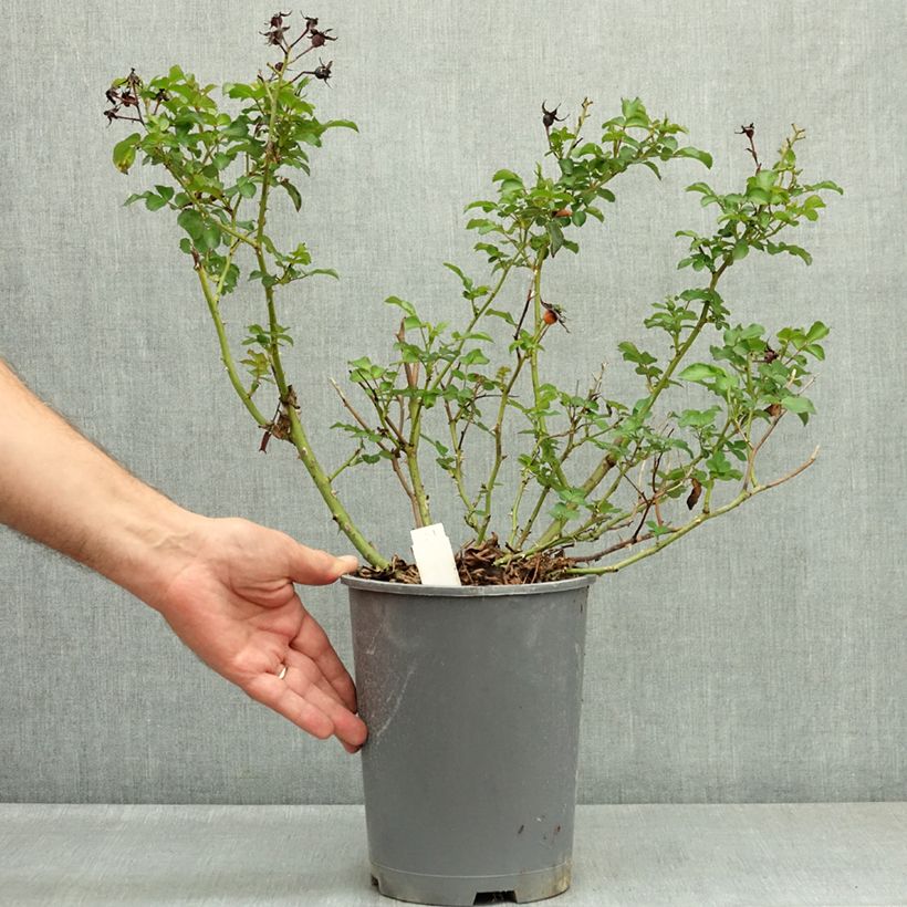 Esemplare di Rosa Rigo Rosen Hotline Vaso da 3L/4L consegnato in estate