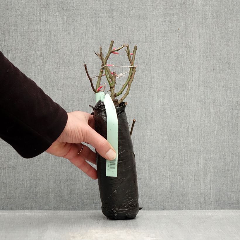 Rosa Rigo Rosen Hotline Zolla a radice nuda esemplare consegnato in inverno