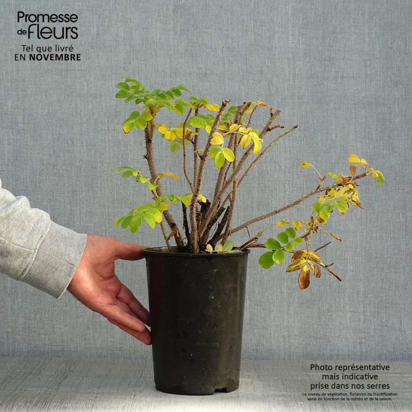 Esemplare di Rosa rugosa Alba Vaso da 3L/4L come consegnato in autunno