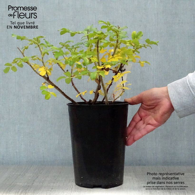 Esemplare di Rosa rugosa Blanc Double de Coubert Vaso da 4L/5L come consegnato in autunno