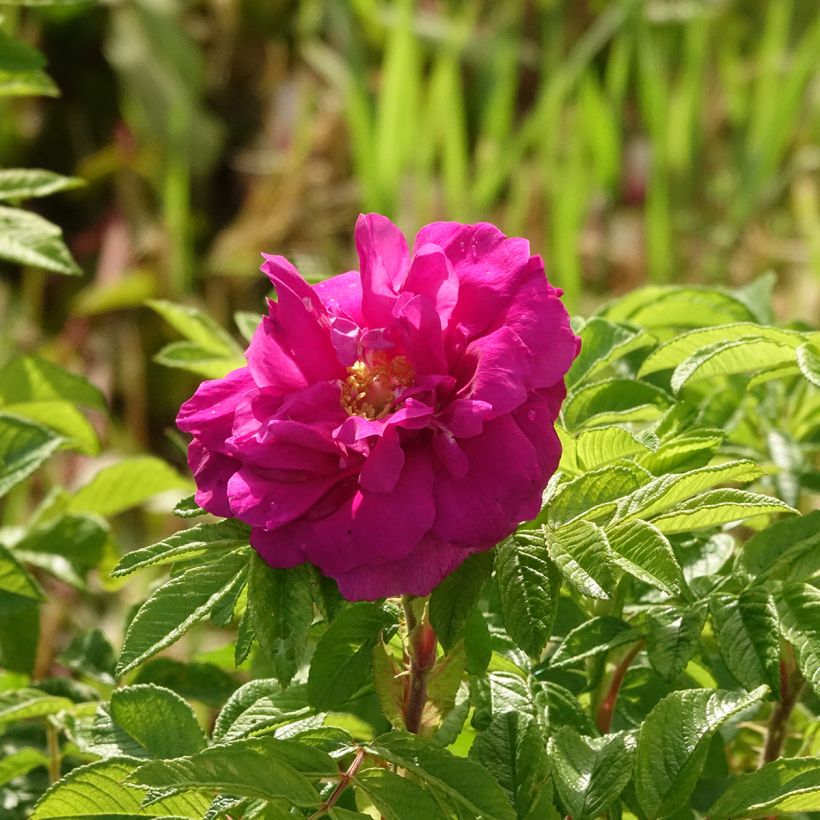 Rosa rugosa Hansa (Fioritura)