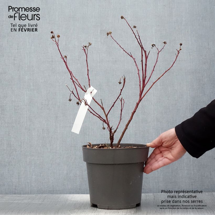 Rosa rugosa Jam-a-licious Vaso da 4L/5L esemplare consegnato in inverno