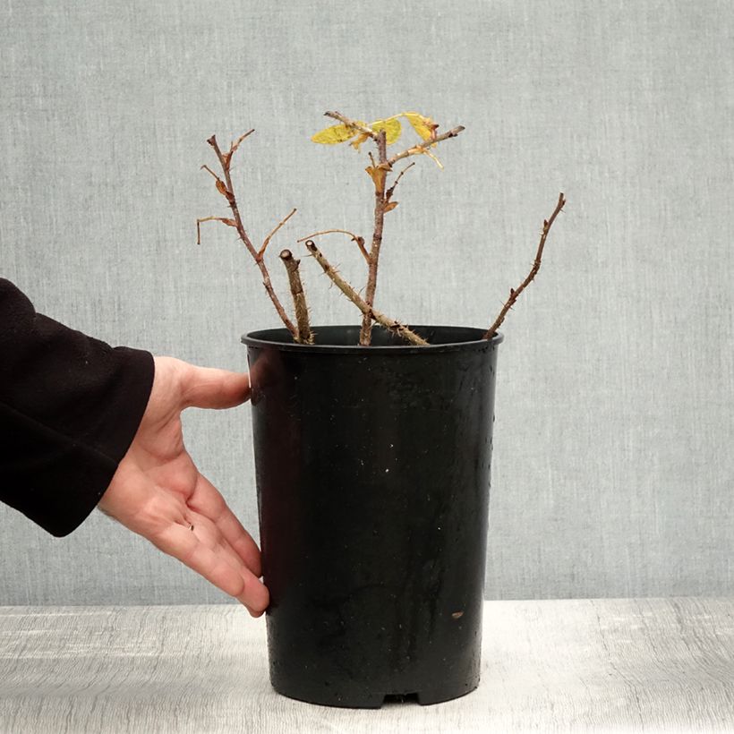 Esemplare di Rosa rugosa Roseraie de l'Haÿ Vaso da 3L/4L come consegnato in autunno