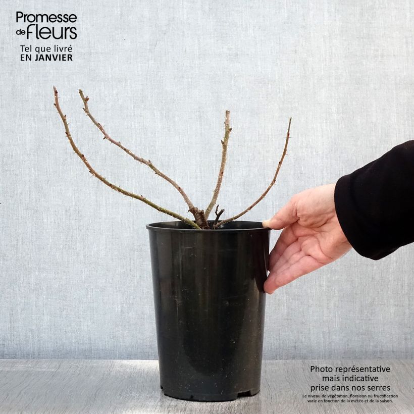 Rosa rugosa Roseraie de l'Haÿ Vaso da 3L/4L esemplare consegnato in inverno