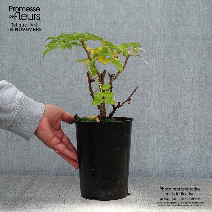 Esemplare di Rosa rugosa Vaso da 2L/3L come consegnato in autunno