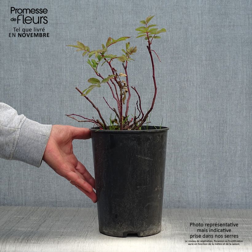 Esemplare di Rosa rugosa Thérèse Bugnet Vaso da 4L/5L come consegnato in autunno