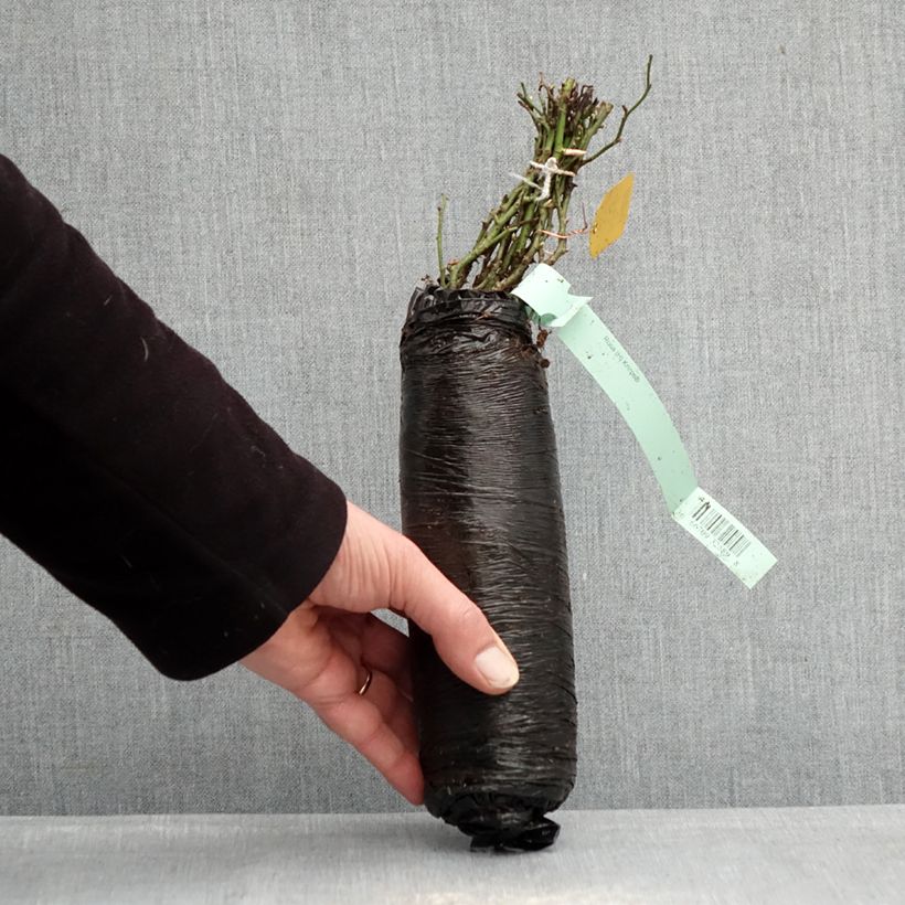 Rosa polyantha Knirps Zolla a radice nuda esemplare consegnato in inverno