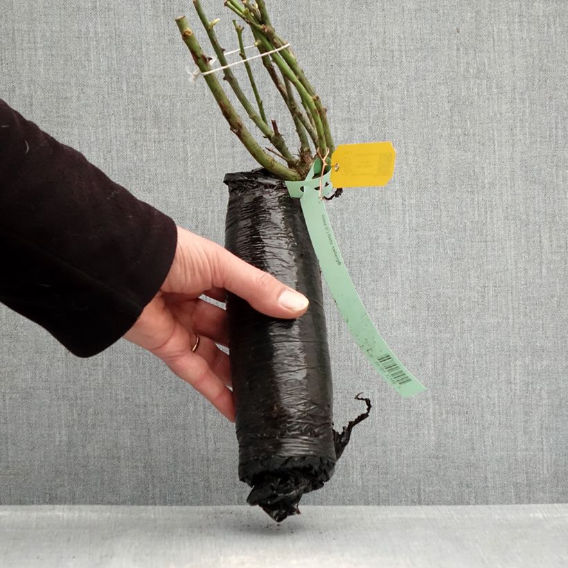 Rosa polyantha Toscana / Gärtnerfreude Zolla a radice nuda esemplare consegnato in inverno