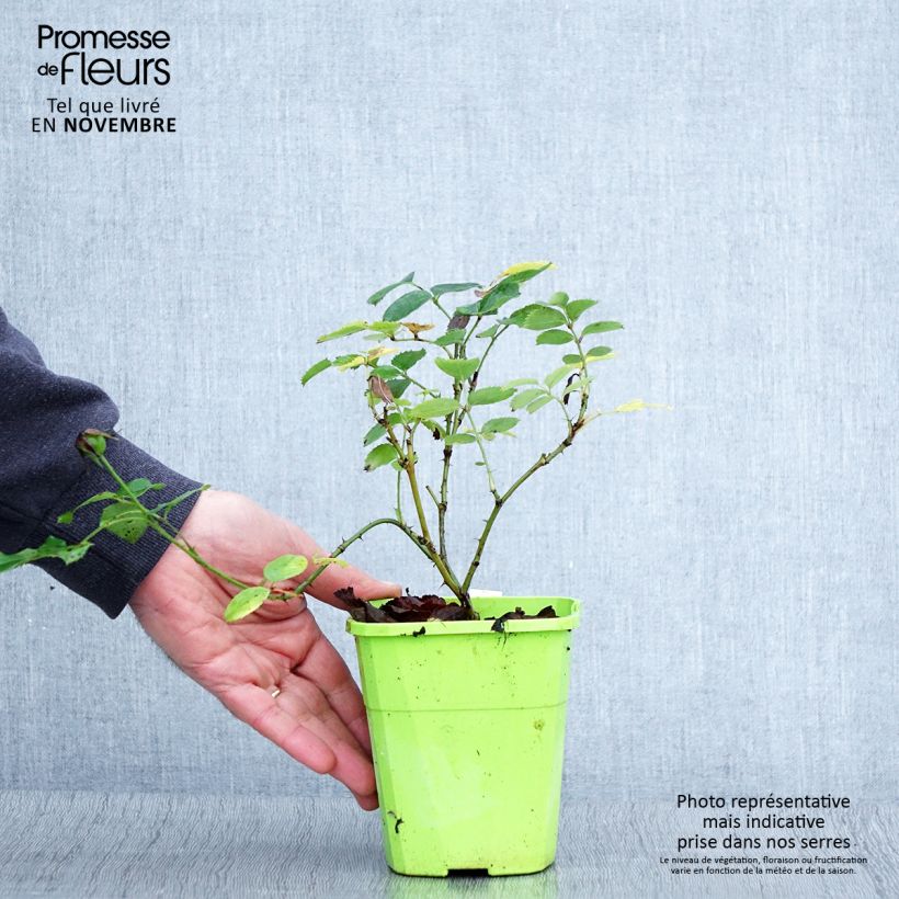 Esemplare di Rosa persica See You In Pink Vaso da 3L/4L come consegnato in autunno
