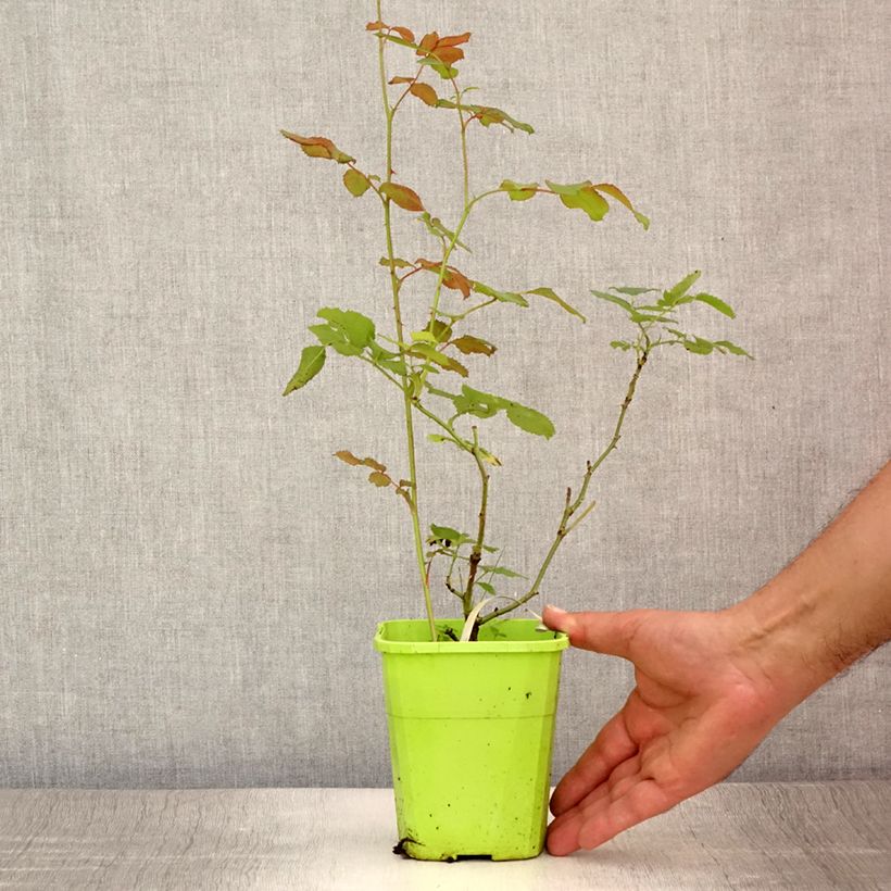 Esemplare di Rosa persica See You In Pink Vaso da 3L/4L consegnato in estate
