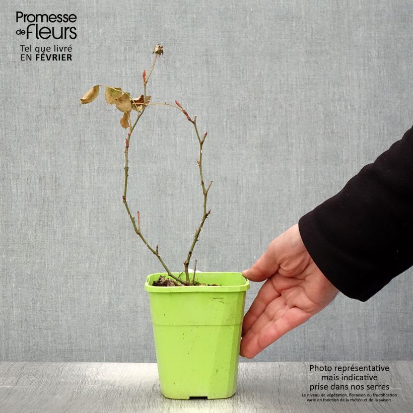 Rosa persica See You In Pink Vaso da 3L/4L esemplare consegnato in inverno