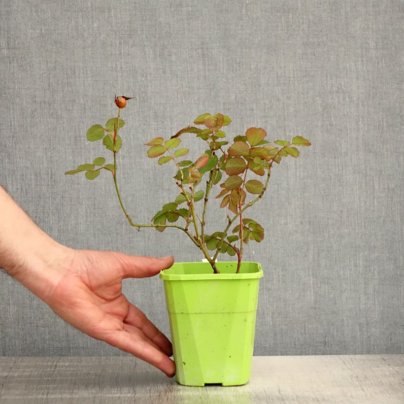 Rosa persica See You In Pink Vaso da 3L/4L esemplare consegnato in primavera