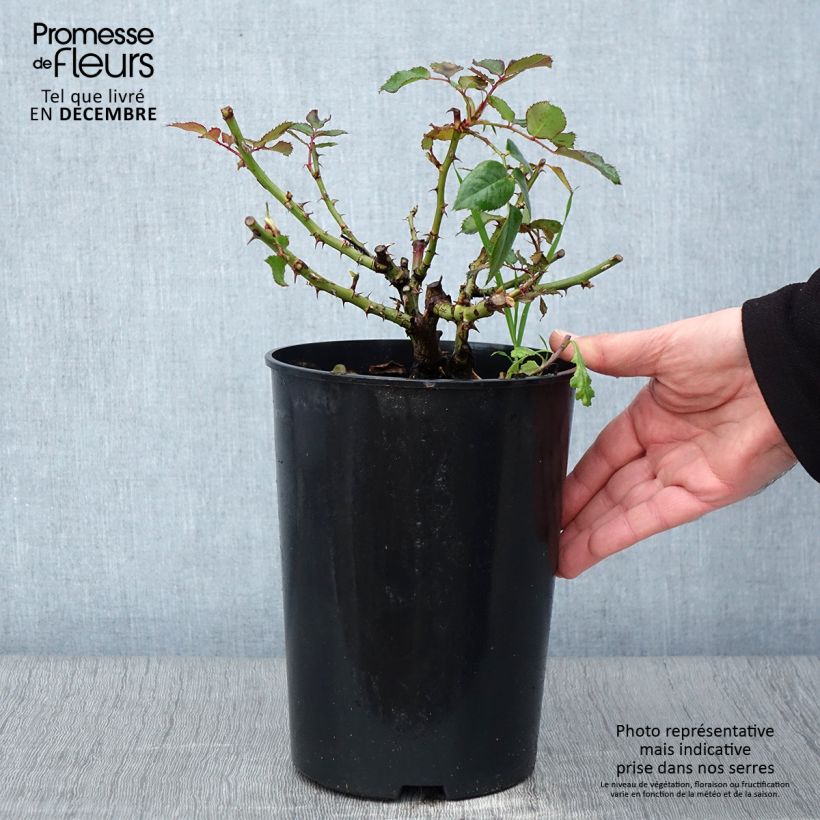 Esemplare di Rosa persica See You In Red Vaso da 4L/5L come consegnato in autunno