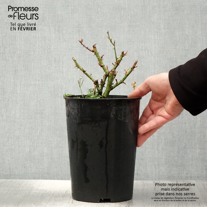 Rosa persica See You In Red Vaso da 4L/5L esemplare consegnato in inverno