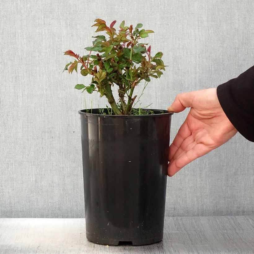 Rosa persica See You In Red Vaso da 4L/5L esemplare consegnato in primavera