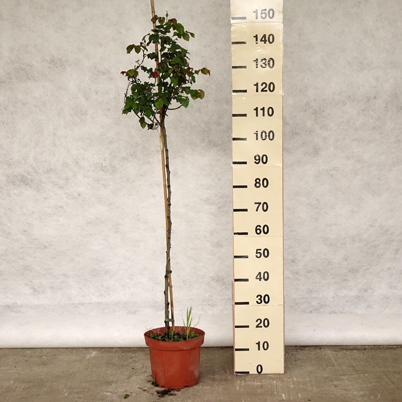 Rosa ad alberello David Austin Gabriel Oak Vaso da 4L/5L, Vaso impalcato esemplare consegnato in primavera