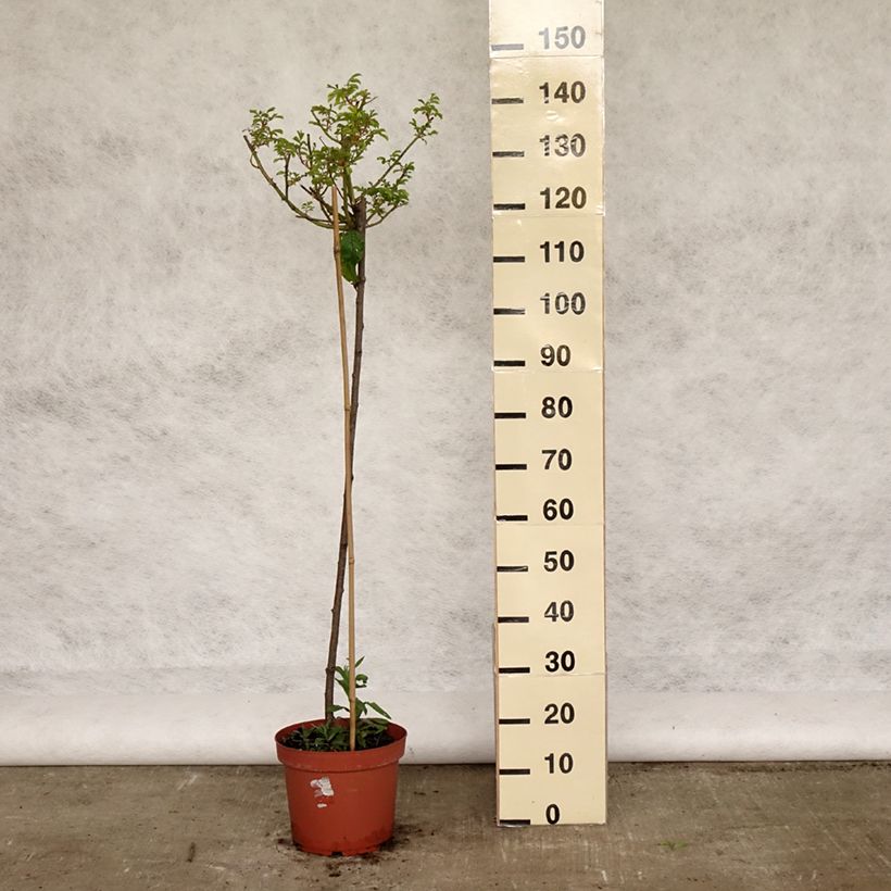 Rosa ad alberello Ballerina Vaso da 7,5L/10L, Vaso impalcato esemplare consegnato in primavera