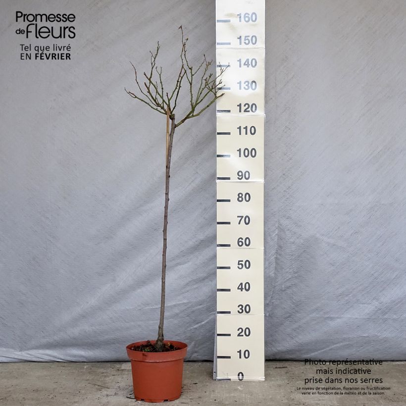 Rosa ad alberello Bonica Vaso da 7,5L/10L, Vaso impalcato esemplare consegnato in inverno