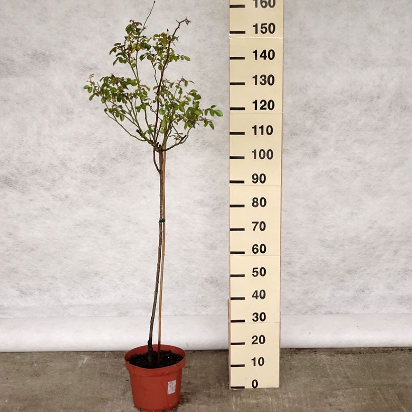 Rosa ad alberello Bonica Vaso da 7,5L/10L, Vaso impalcato esemplare consegnato in primavera