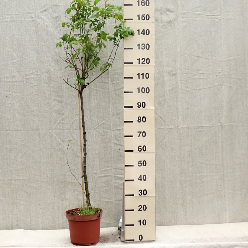 Rosa ad alberello David Austin Claire Austin Vaso da 7,5L/10L, Vaso impalcato esemplare consegnato in primavera