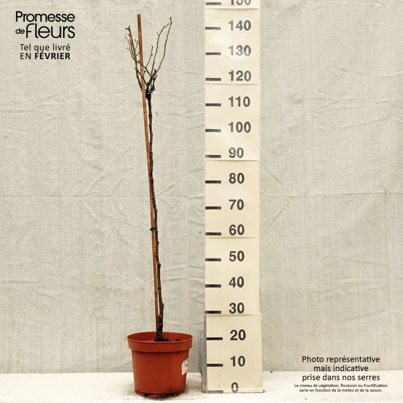 Rosa ad alberello David Austin Desdemona Vaso da 7,5L/10L, Vaso impalcato esemplare consegnato in inverno