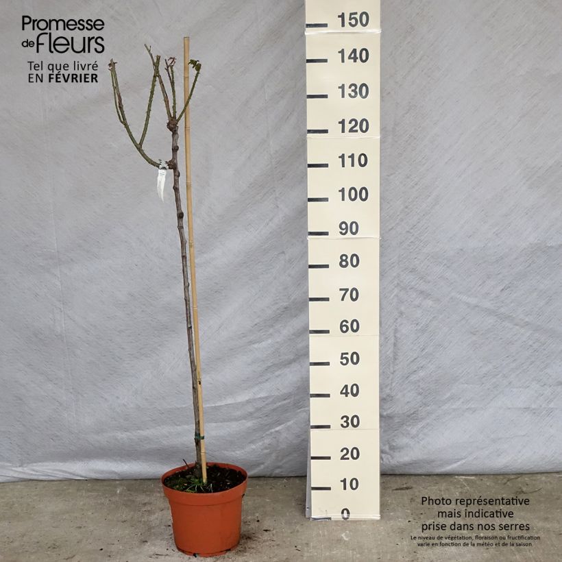 Rosa ad alberello David Austin Gertrude Jekyll Vaso da 7,5L/10L, Vaso impalcato esemplare consegnato in inverno