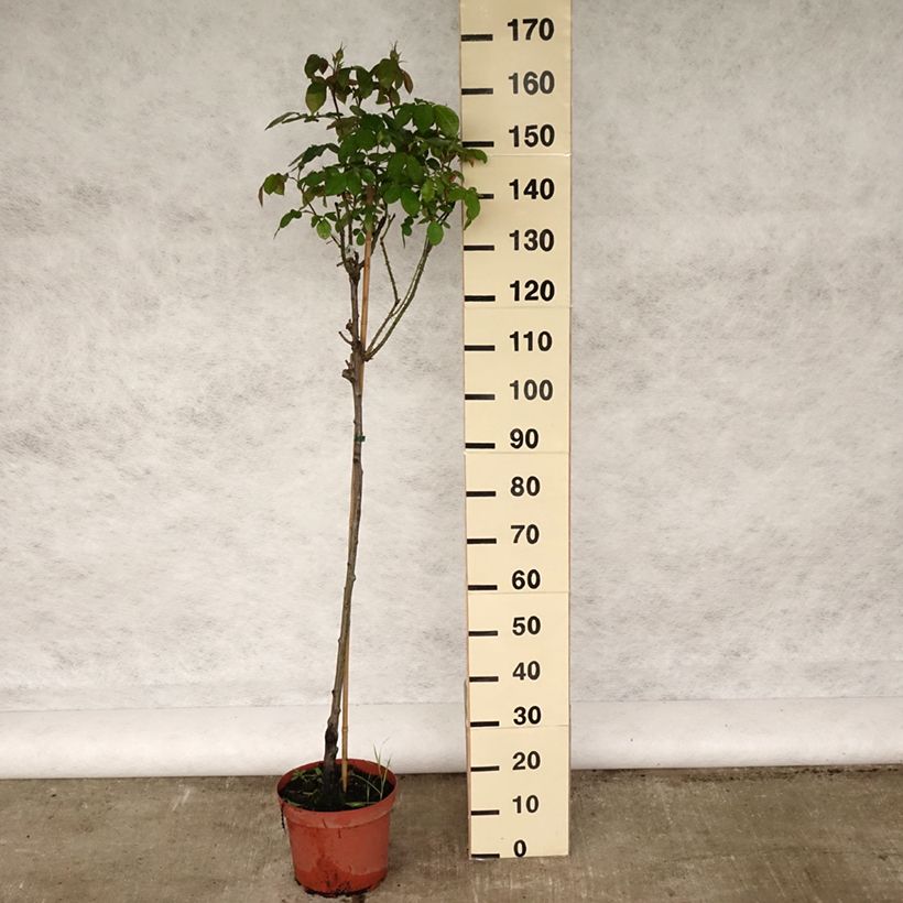 Rosa ad alberello David Austin Gertrude Jekyll Vaso da 7,5L/10L, Vaso impalcato esemplare consegnato in primavera