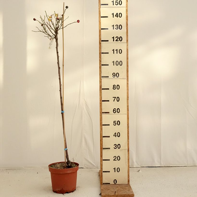 Esemplare di Rosa ad alberello David Austin Gertrude Jekyll Vaso da 7,5L/10L, Vaso impalcato come consegnato in autunno