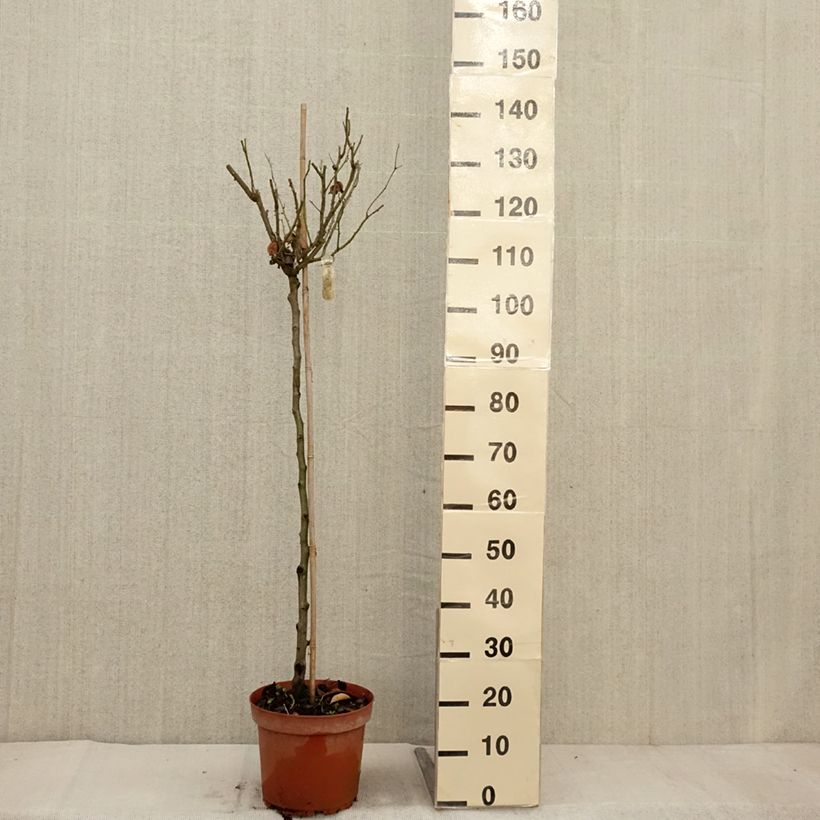 Esemplare di Rosa ad alberello David Austin Lady Of Shalott Vaso da 4L/5L, Vaso impalcato come consegnato in autunno