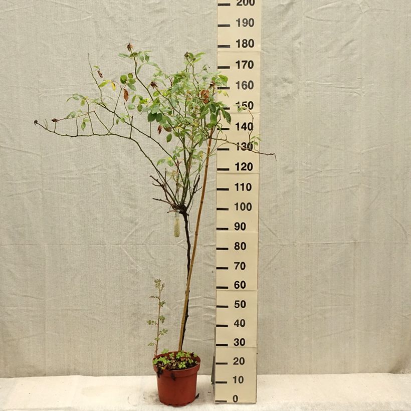 Esemplare di Rosa ad alberello David Austin Lady Of Shalott Vaso da 4L/5L, Vaso impalcato consegnato in estate