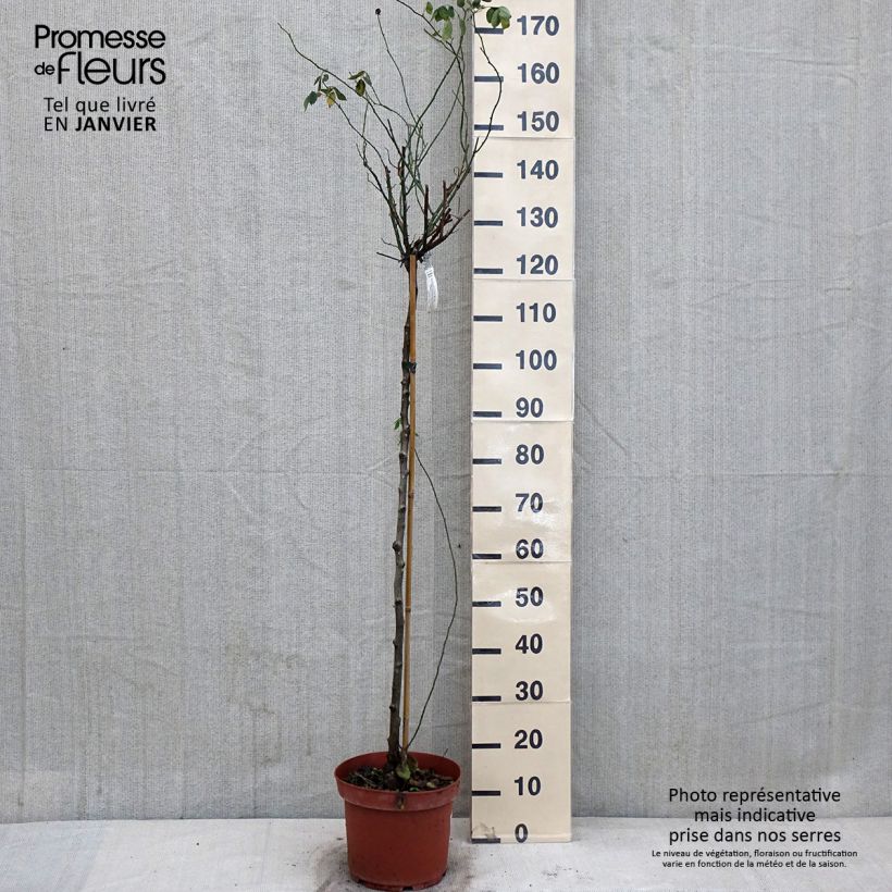 Rosa ad alberello David Austin Lady Of Shalott Vaso da 4L/5L esemplare consegnato in inverno