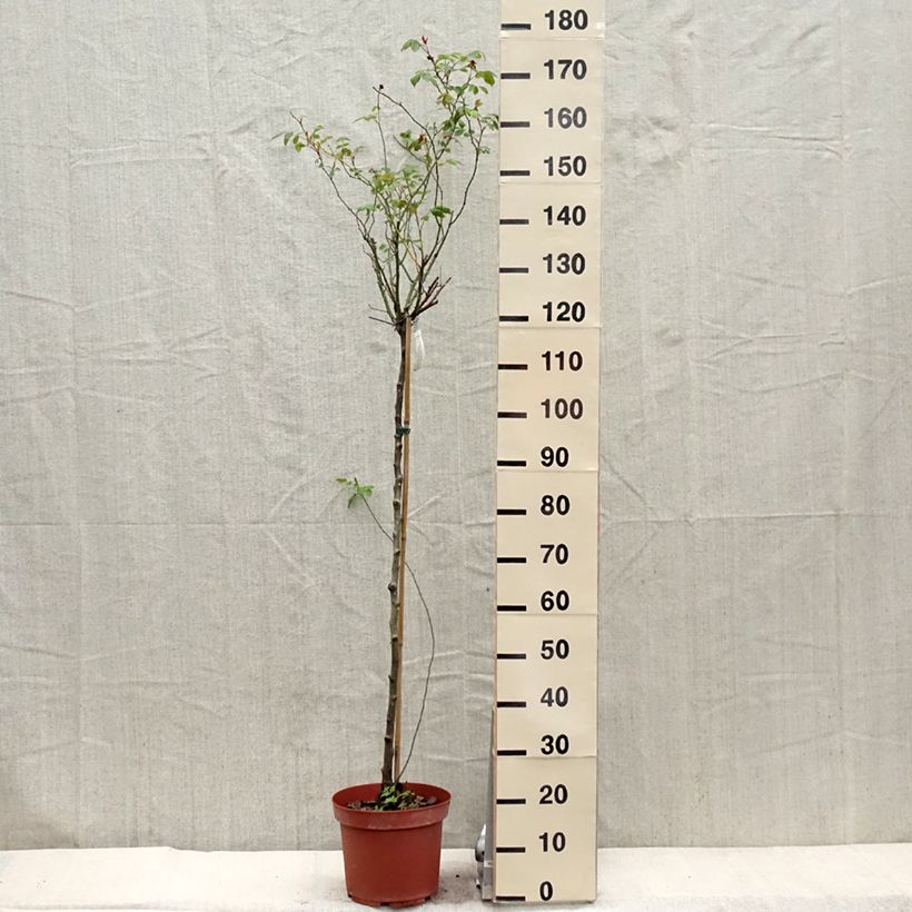 Rosa ad alberello David Austin Lady Of Shalott Vaso da 4L/5L, Vaso impalcato esemplare consegnato in primavera