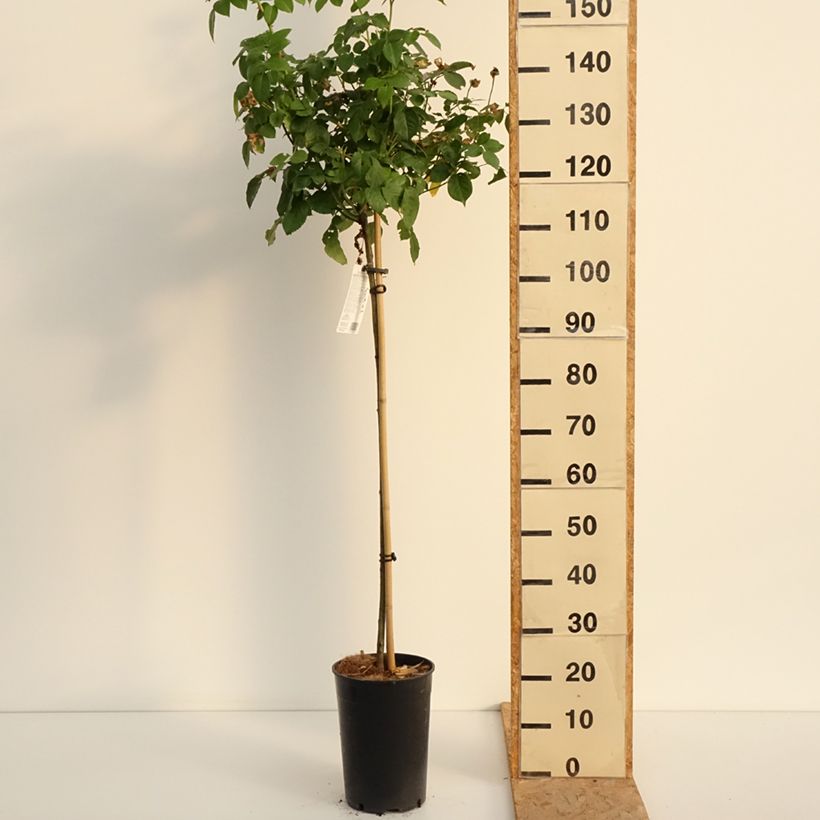 Esemplare di Rosa ad alberello David Austin Olivia Rose Austin Vaso da 7,5L/10L, Vaso impalcato consegnato in estate