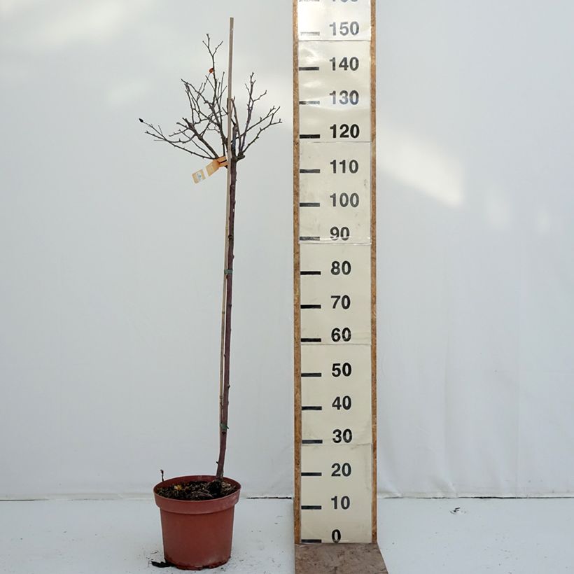 Rosa ad alberello Calizia Vaso da 7,5L/10L, Vaso impalcato esemplare consegnato in inverno