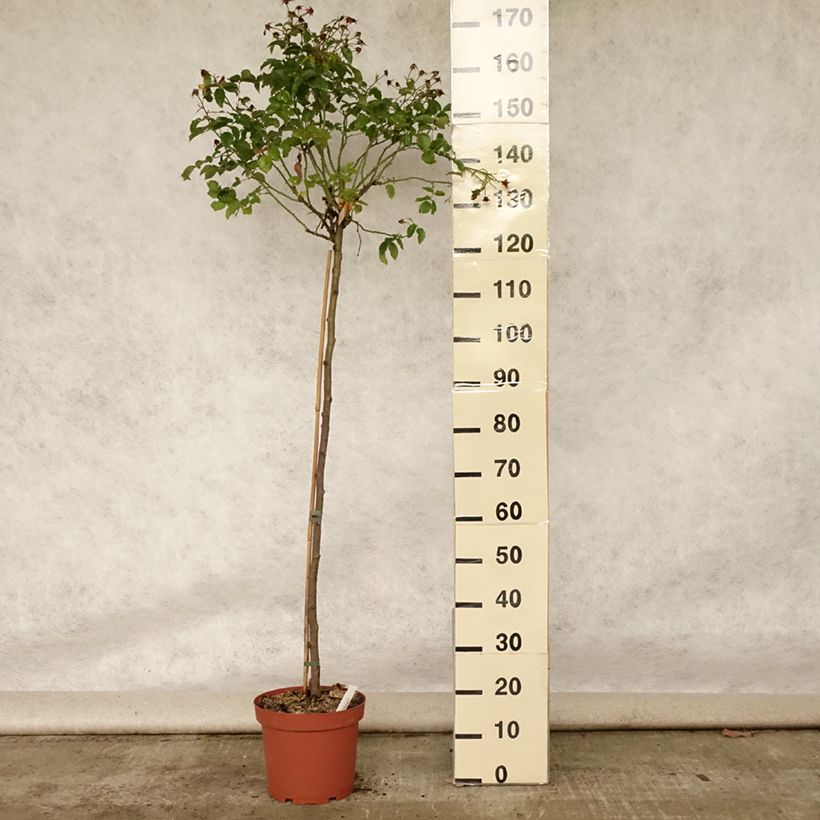 Esemplare di Rosa ad alberello Calizia Vaso da 7,5L/10L consegnato in estate