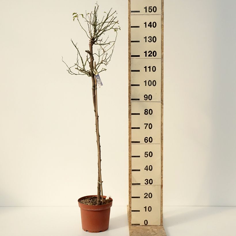 Rosa ad alberello Celina Vaso da 7,5L/10L, Vaso impalcato esemplare consegnato in inverno