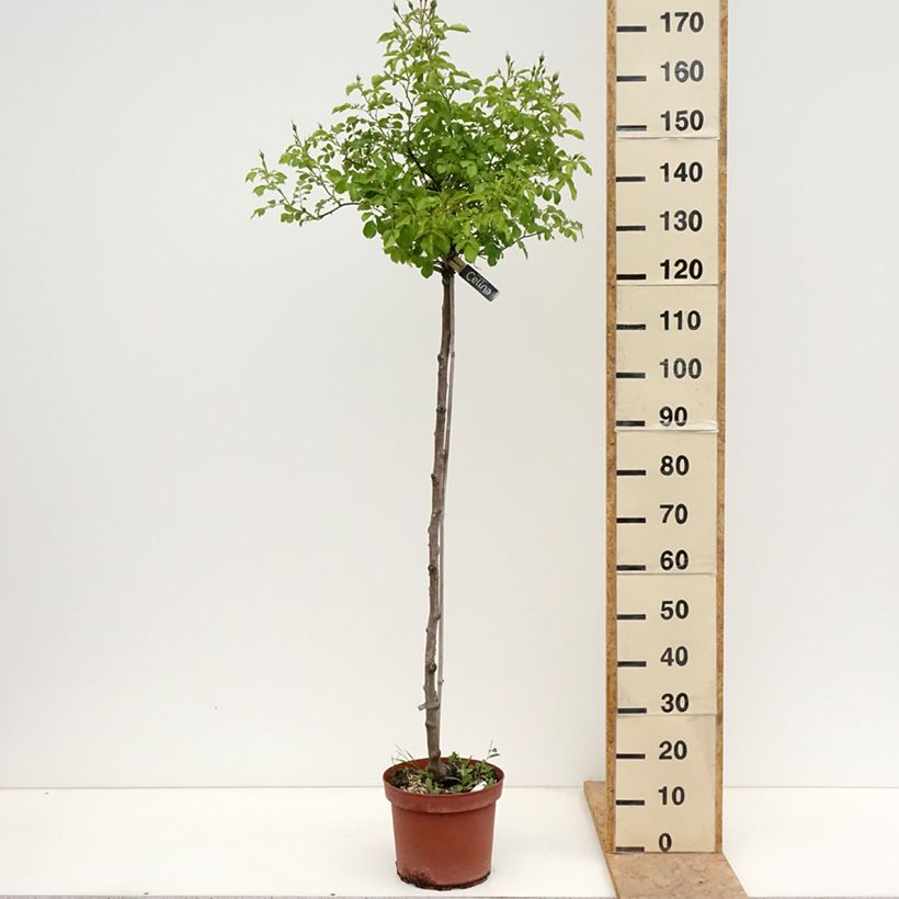 Rosa ad alberello Celina Vaso da 7,5L/10L, Vaso impalcato esemplare consegnato in primavera