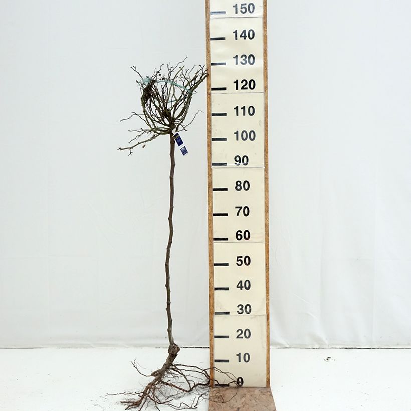 Rosa ad alberello Celina Piante grandi a radice nuda, Vaso impalcato esemplare consegnato in inverno