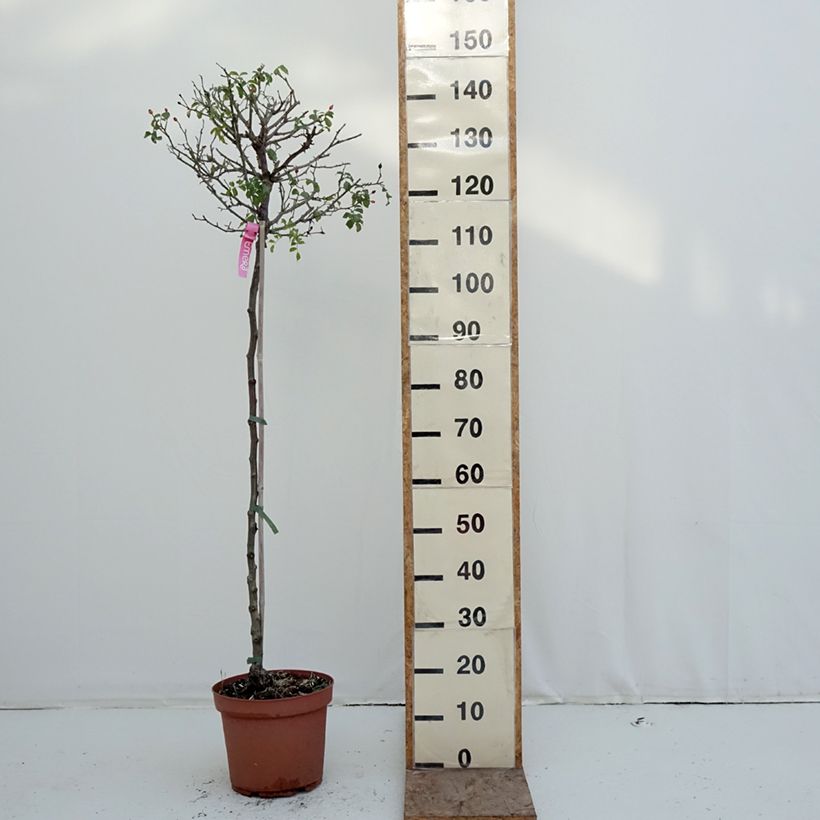 Rosa ad alberello Heidetraum (NOAtraum) Vaso da 7,5L/10L, Vaso impalcato esemplare consegnato in inverno