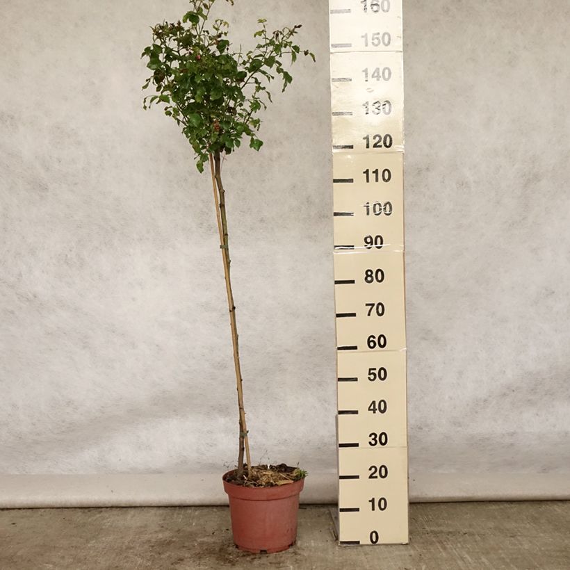 Esemplare di Rosa ad alberello Heidetraum (NOAtraum) Vaso da 7,5L/10L consegnato in estate