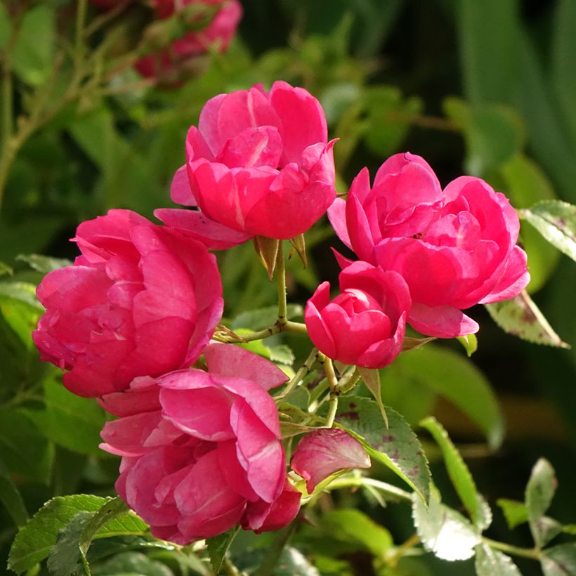 Rosa ad alberello Heidetraum (NOAtraum) (Fioritura)